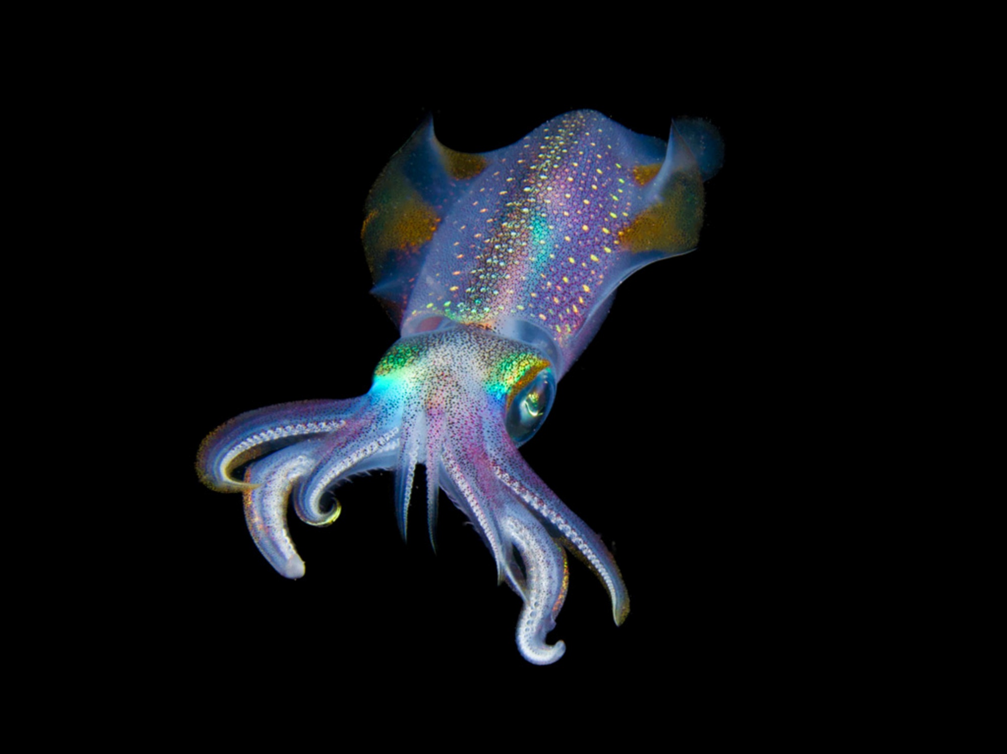 Squid games at night